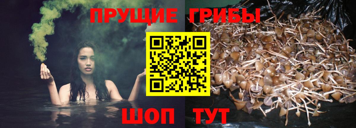 Кемерово  Псилоцибиновые грибы Cubensis  где купить наркотик  Галлюциногенные грибы Cubensis  Вход с VPN 